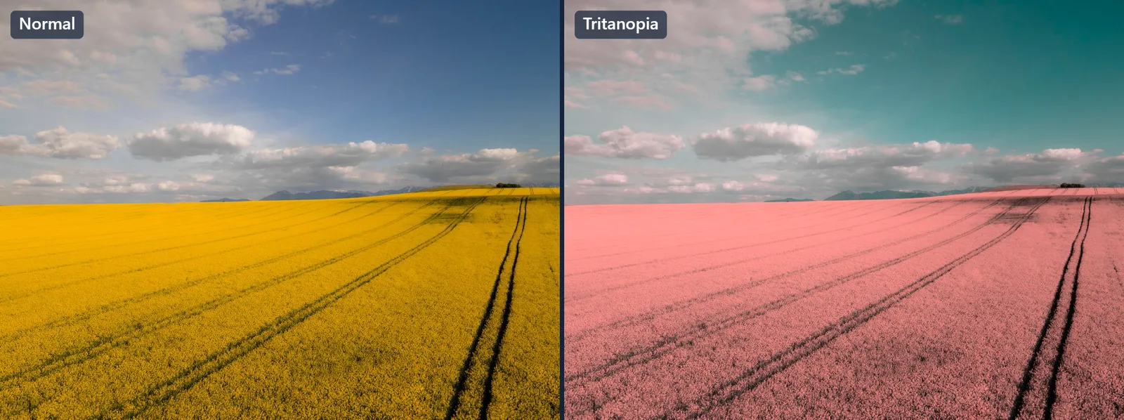A yellow rapeseed field under a blue sky, shown in normal vision on the left and tritanopia on the right, where the blue sky turns teal and the yellow field washes out toward pink.