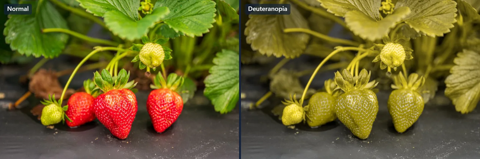 Ripe red and unripe green strawberries on the plant, shown in normal vision on the left and deuteranopia on the right, where the red berries and the green leaves collapse to nearly the same olive shade.