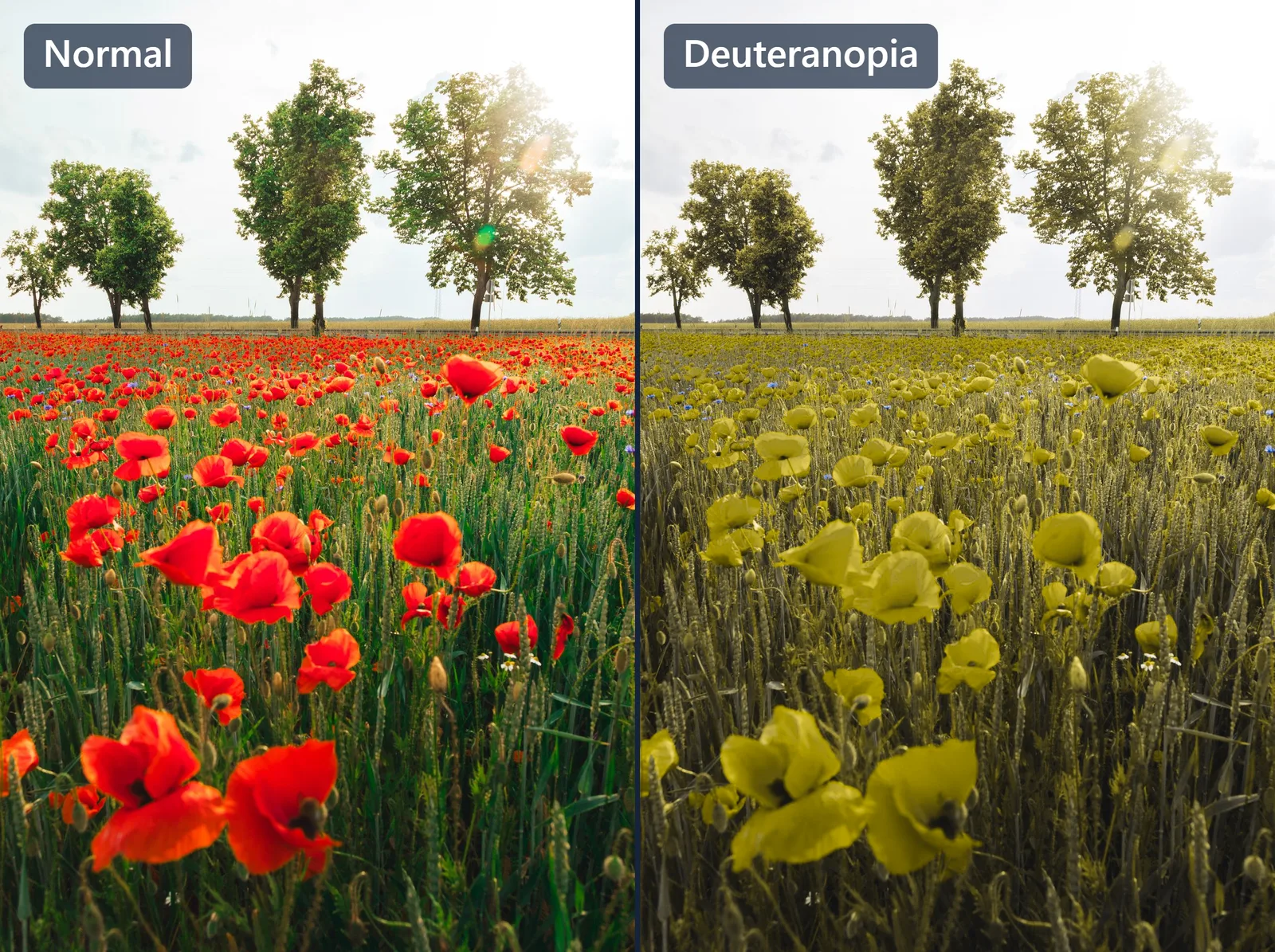 The poppy field simulated as deuteranopia, where the red flowers turn a bright yellow-olive that still stands out against the green wheat.