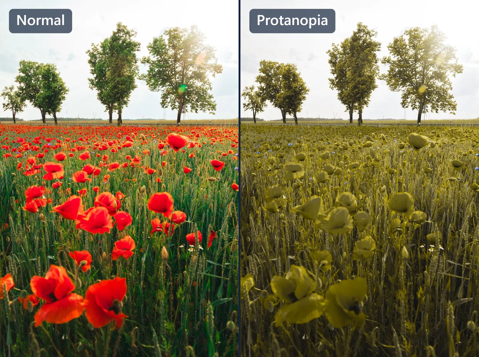 The same poppy field simulated as protanopia, where the red flowers turn dark and muddy and blend into the green wheat.